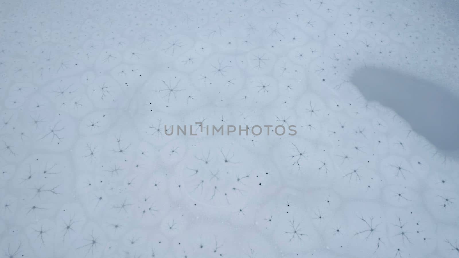 Ice patterns on the surface of a freezing mountain lake. Unusual oval circles with cracks inside resemble cells. Dark water and white ice. Top view from a drone on Kaindy Lake. Kazakhstan, Almaty