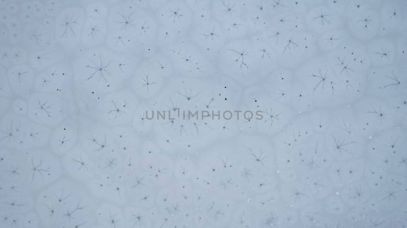 Ice patterns on the surface of a freezing mountain lake. Unusual oval circles with cracks inside resemble cells. Dark water and white ice. Top view from a drone on Kaindy Lake. Kazakhstan, Almaty