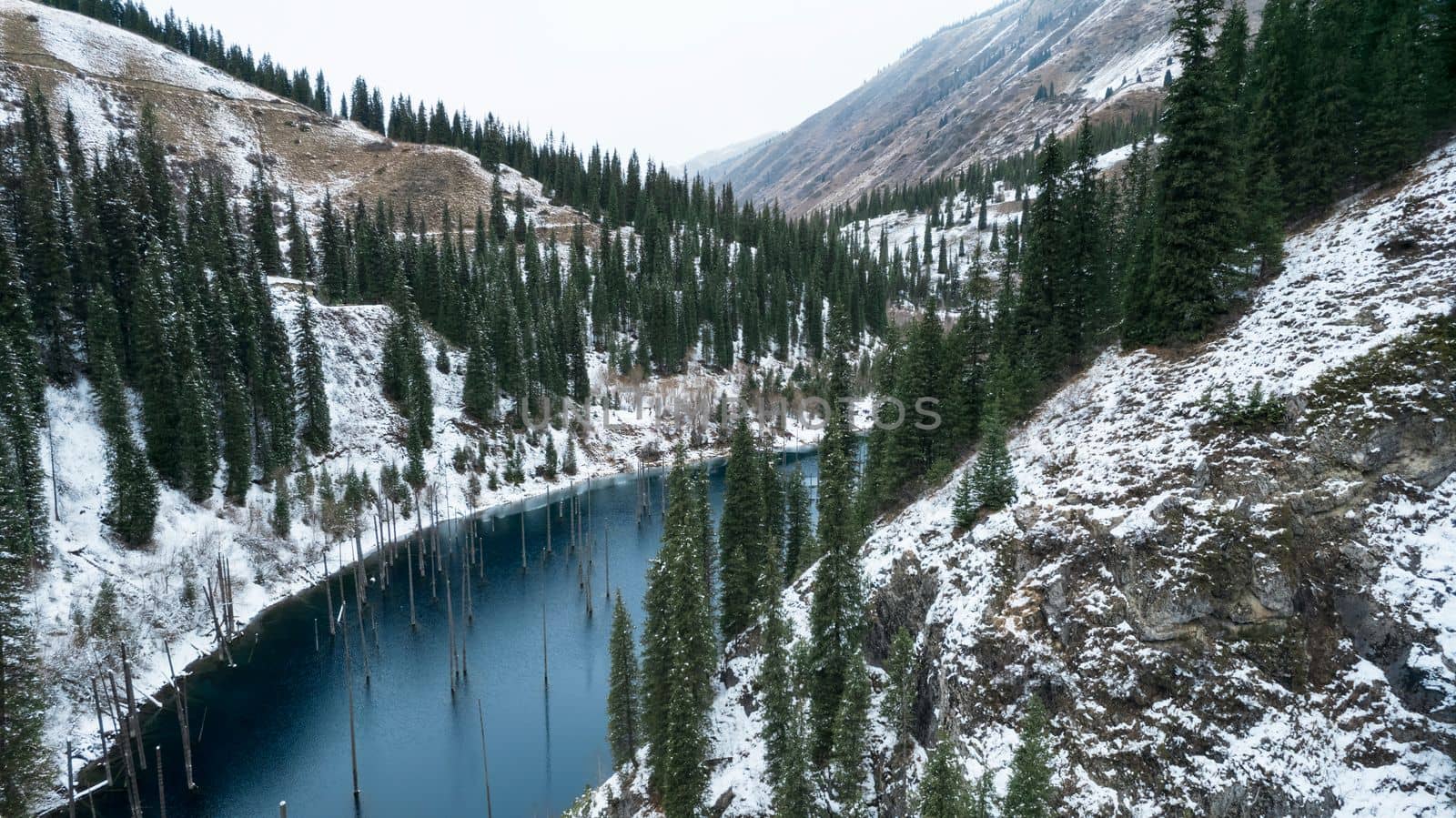 Coniferous tree trunks come out of a mountain lake by Passcal