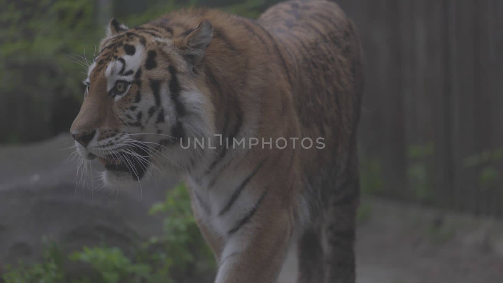 Tiger on a walk. Portrait of a beautiful tiger. Big cat close-up. Tiger looks at you. Portrait of a big cat. Slow motion 120 fps, ProRes 422, ungraded C-LOG 10 bit.