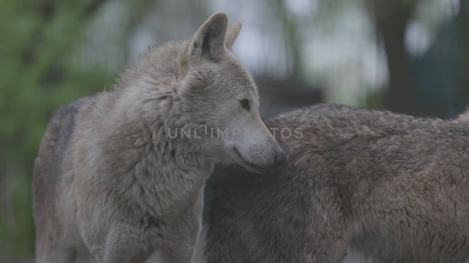 Portrait of a grey wolf Canis Lupus in summer forest. Portrait of Predator. Relationship and behavior of wolves. 4K slow motion, ProRes 422, ungraded C-LOG 10 bit video.