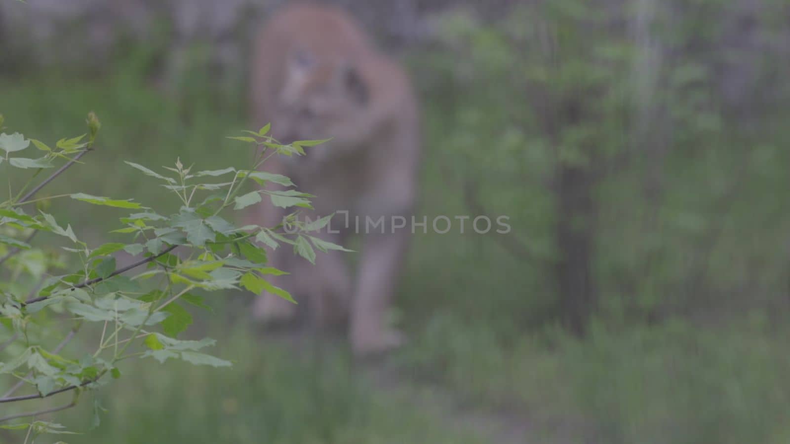 Beautiful Puma in spring forest. American cougar - mountain lion. Wild cat walks in the forest, scene in the woods. Wildlife America. Slow motion 120 fps, ProRes 422, ungraded C-LOG 10 bit.