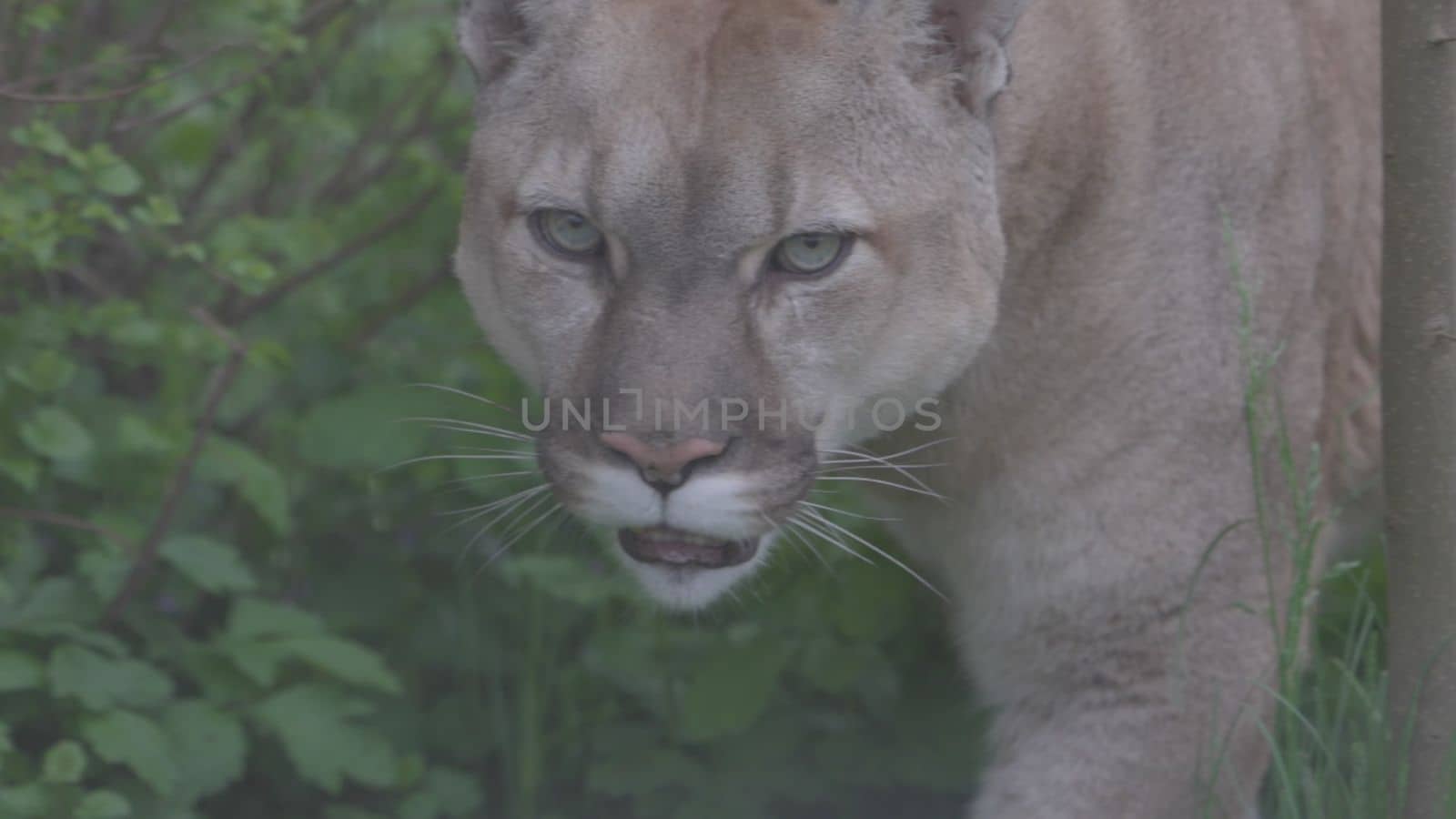 Beautiful Puma in spring forest. American cougar - mountain lion. Wild cat walks in the forest, scene in the woods. Wildlife America. Slow motion 120 fps, ProRes 422, ungraded C-LOG 10 bit.