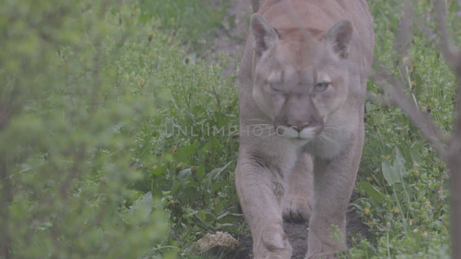 Beautiful Puma in spring forest. American cougar - mountain lion. Wild cat walks in the forest, scene in the woods. Wildlife America. Slow motion 120 fps, ProRes 422, ungraded C-LOG 10 bit.