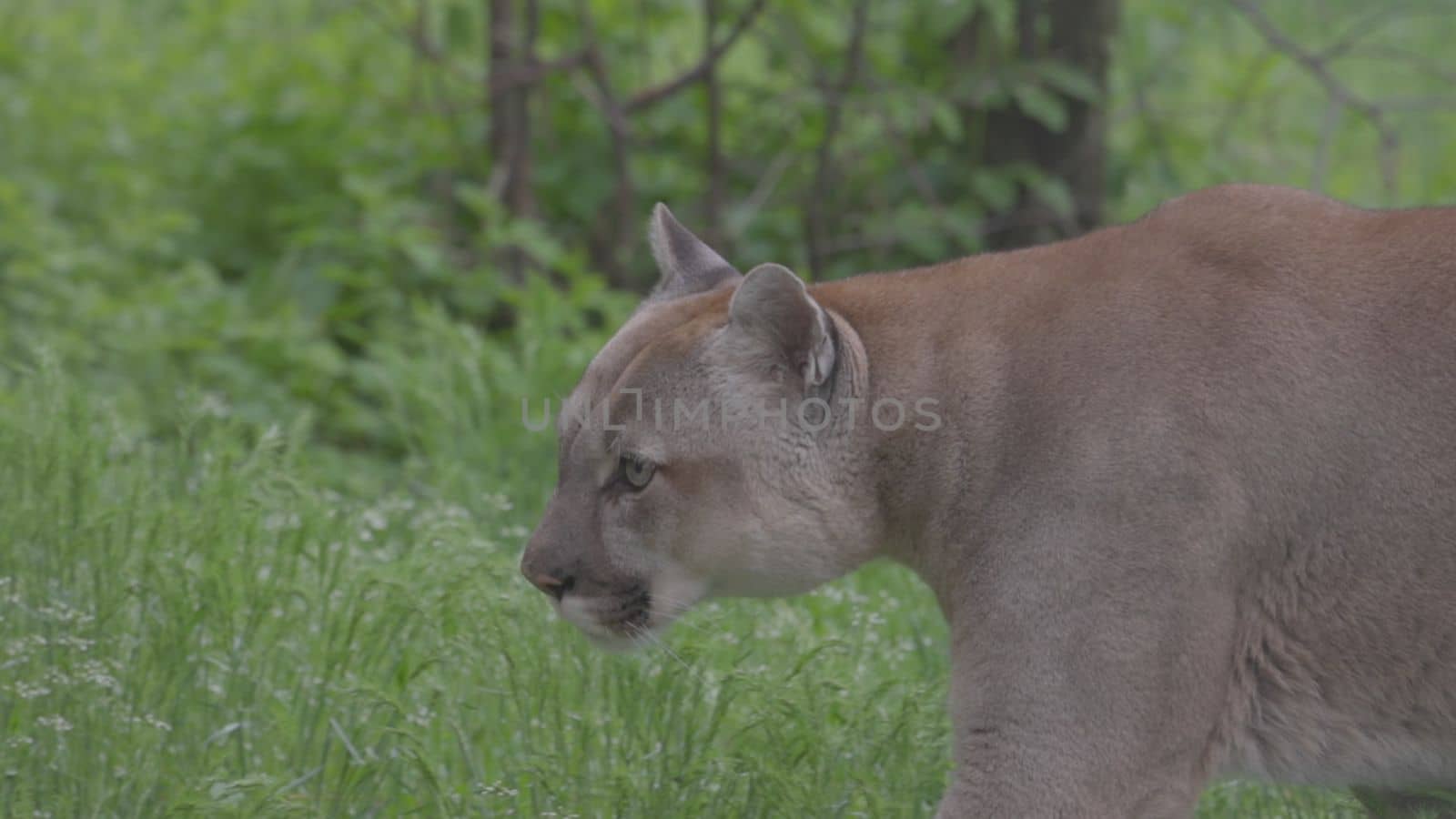 Beautiful Puma in spring forest. American cougar - mountain lion. Wild cat walks in the forest, scene in the woods. Wildlife America. Slow motion 120 fps, ProRes 422, ungraded C-LOG 10 bit.