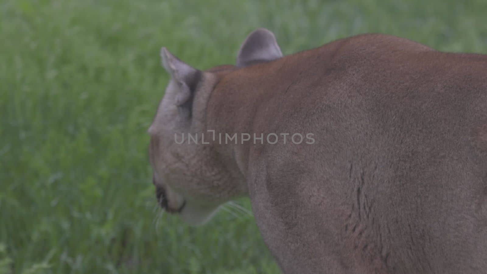 Beautiful Puma in spring forest. American cougar - mountain lion. Wild cat walks in the forest, scene in the woods. Wildlife America. Slow motion 120 fps, ProRes 422, ungraded C-LOG 10 bit.
