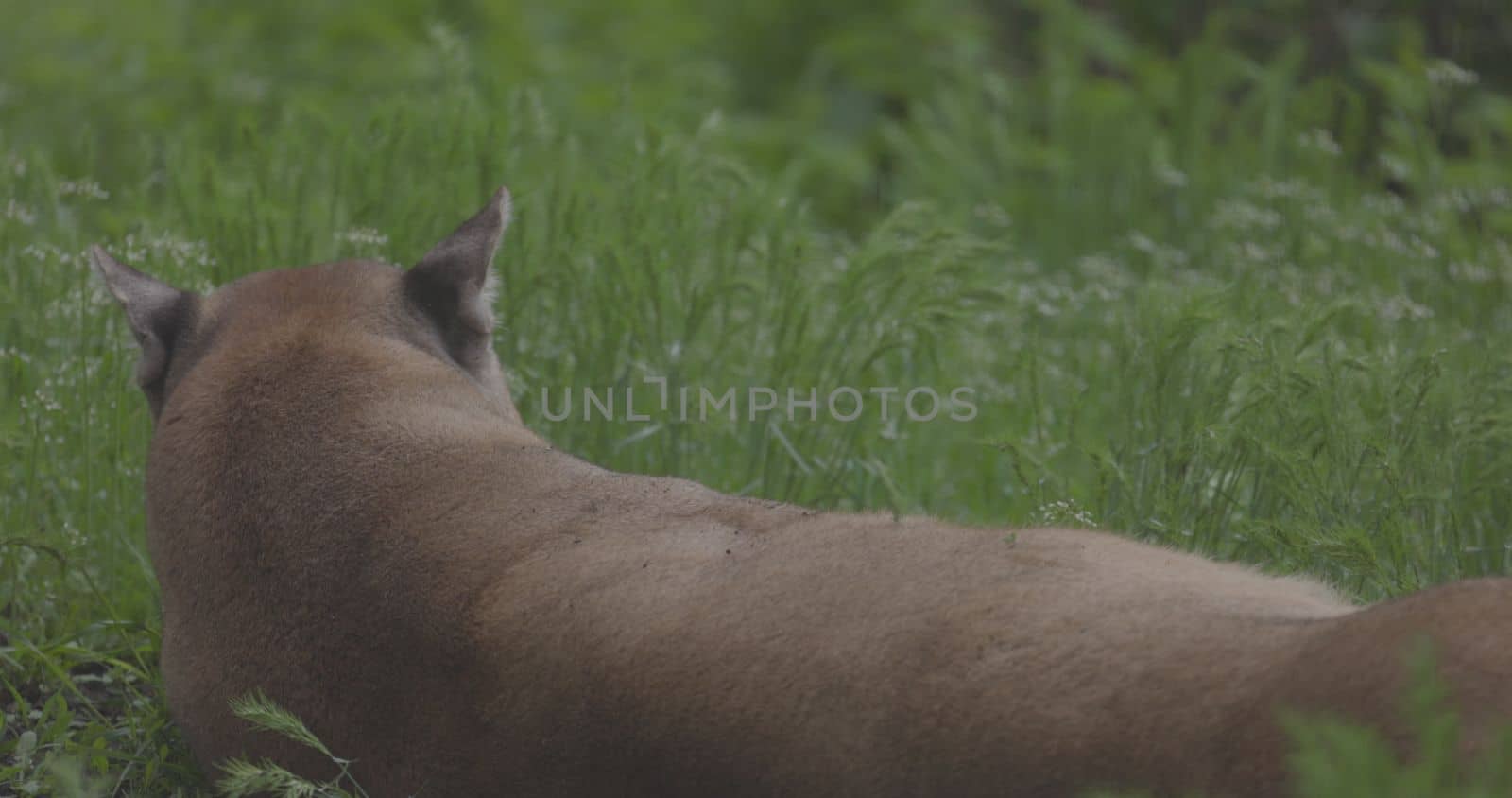 Beautiful Puma in spring forest. American cougar - mountain lion. Wild cat resting on the grass, scene in the woods. Wildlife America. Slow motion 120 fps, ProRes 422, ungraded C-LOG 10 bit.