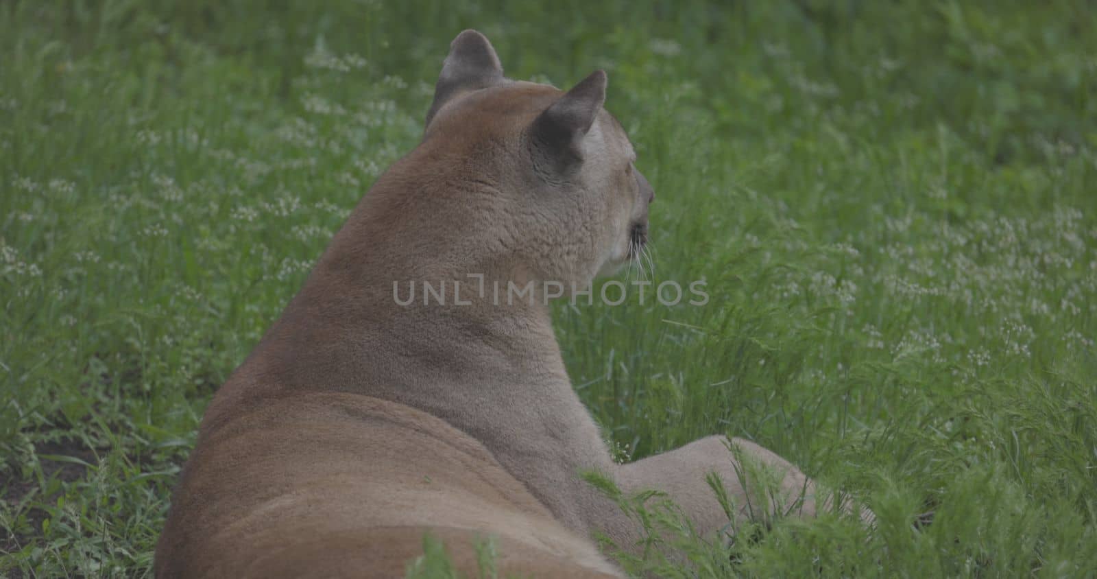 Beautiful Puma in spring forest. American cougar - mountain lion. Wild cat resting on the grass, scene in the woods. Wildlife America. Slow motion 120 fps, ProRes 422, ungraded C-LOG 10 bit.