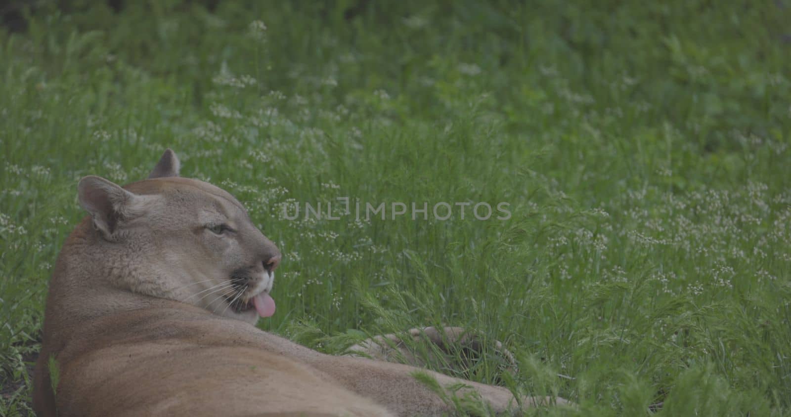Beautiful Puma in spring forest. American cougar - mountain lion. Wild cat resting on the grass, scene in the woods. Wildlife America. Slow motion 120 fps, ProRes 422, ungraded C-LOG 10 bit.