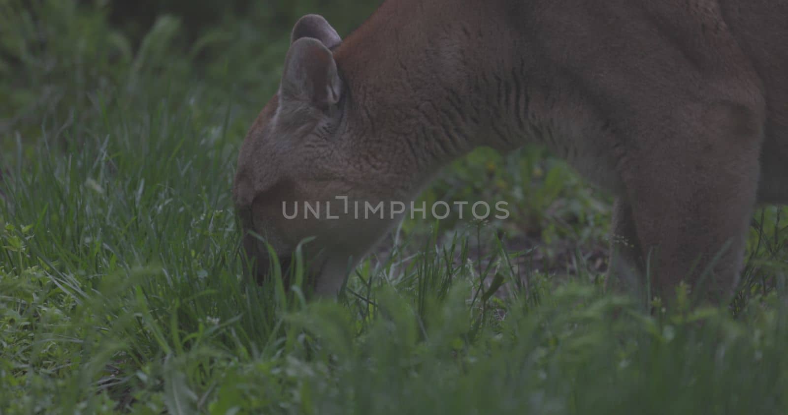 Beautiful Puma in spring forest. American cougar - mountain lion. Wild cat resting on the grass, scene in the woods. Wildlife America. Slow motion 120 fps, ProRes 422, ungraded C-LOG 10 bit.