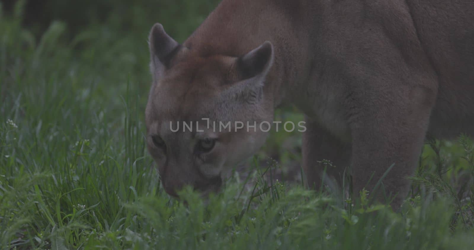 Beautiful Puma in spring forest. American cougar - mountain lion. Wild cat resting on the grass, scene in the woods. Wildlife America. Slow motion 120 fps, ProRes 422, ungraded C-LOG 10 bit.