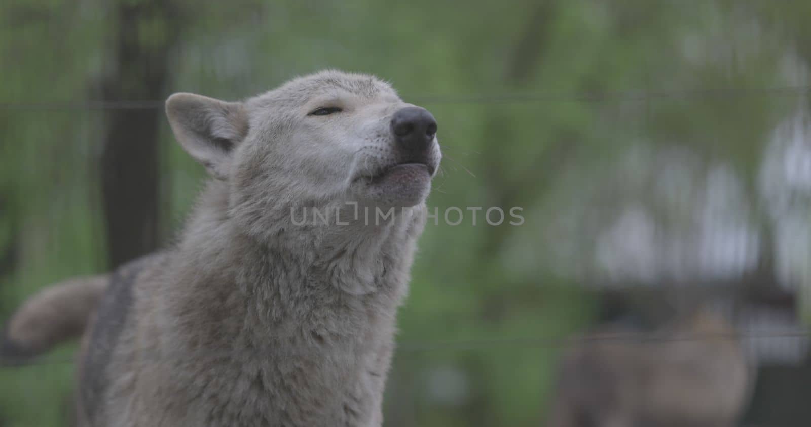 Portrait of a grey wolf Canis Lupus in summer forest. Portrait of Predator. Relationship and behavior of wolves. 4K slow motion, ProRes 422, ungraded C-LOG 10 bit video.