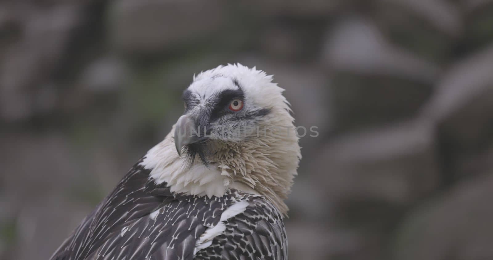 Bearded Vulture, Gypaetus barbatus, detail portrait of rare mountain bird. Close-up portrait of beautiful mountain bird. 4K slow motion 120 fps video, ProRes 422, ungraded C-LOG 10 bit.