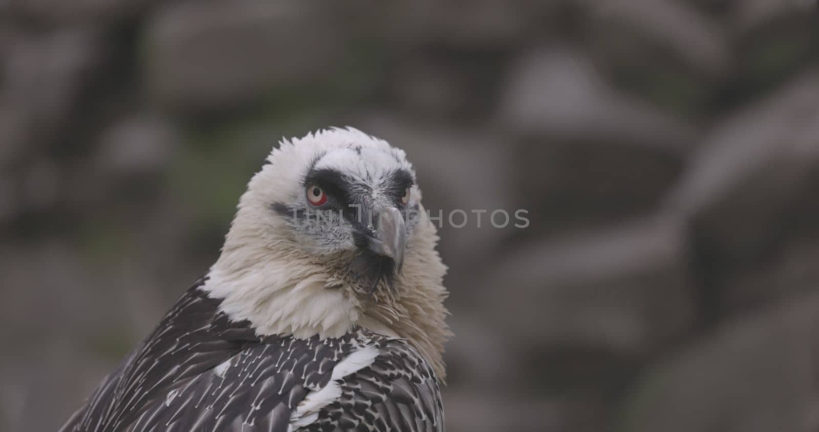 Bearded Vulture, Gypaetus barbatus, detail portrait of rare mountain bird. Close-up portrait of beautiful mountain bird. 4K slow motion 120 fps video, ProRes 422, ungraded C-LOG 10 bit.