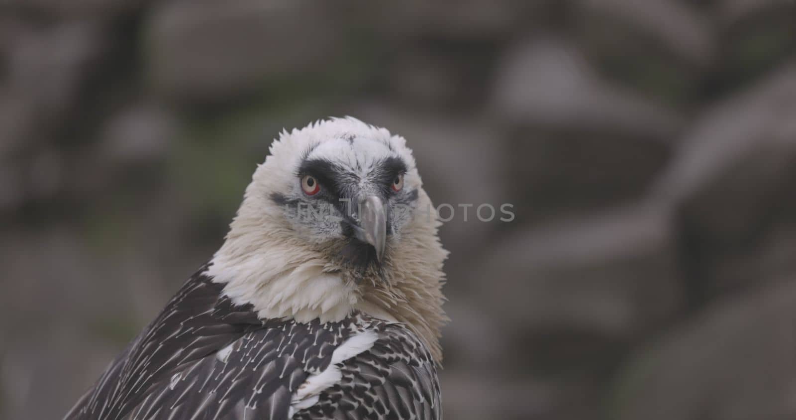 Bearded Vulture, Gypaetus barbatus, detail portrait of rare mountain bird. Close-up portrait of beautiful mountain bird. 4K slow motion 120 fps video, ProRes 422, ungraded C-LOG 10 bit.