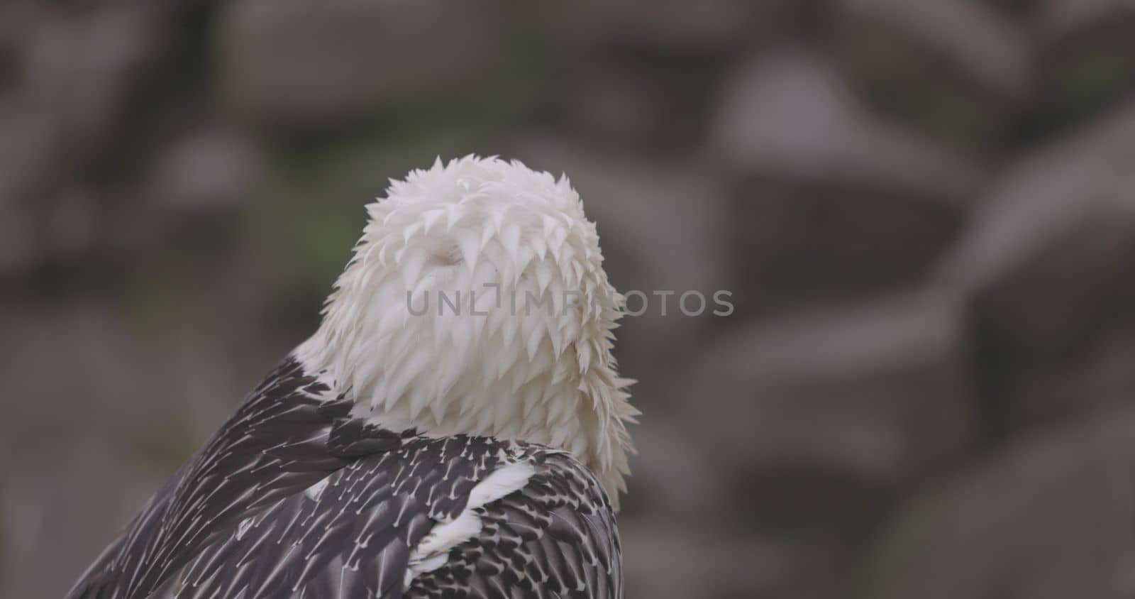 Bearded Vulture, Gypaetus barbatus, detail portrait of rare mountain bird. Close-up portrait of beautiful mountain bird. 4K slow motion 120 fps video, ProRes 422, ungraded C-LOG 10 bit.