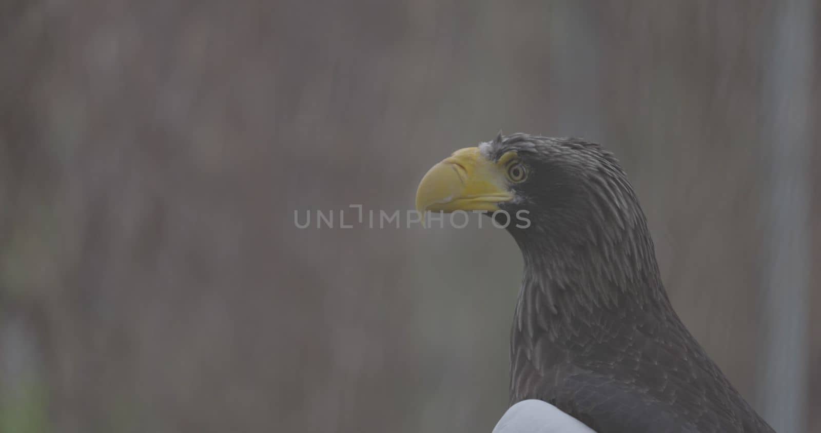 Steller's sea eagle (Haliaeetus pelagicus). Wildlife animal. detail portrait of rare bird. Close-up portrait of beautiful proud bird. 4K slow motion 120 fps video, ProRes 422, ungraded C-LOG 10 bit.