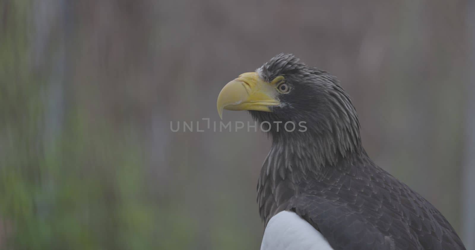 Steller's sea eagle (Haliaeetus pelagicus). Wildlife animal. detail portrait of rare bird. Close-up portrait of beautiful proud bird. 4K slow motion 120 fps video, ProRes 422, ungraded C-LOG 10 bit.