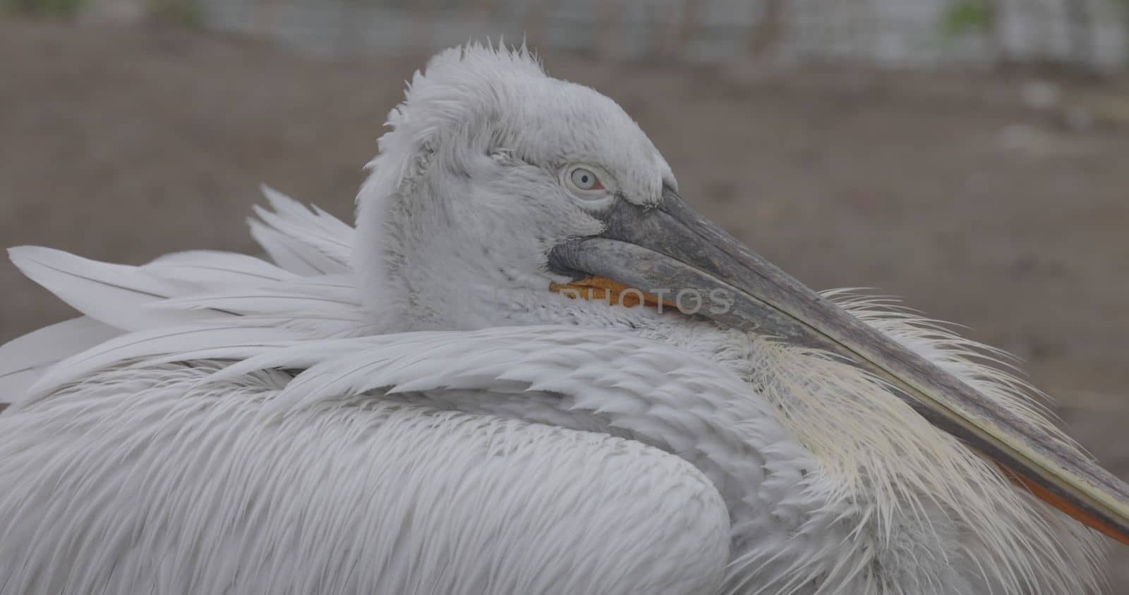 Curly pelican (Pelecanus crispus) is a bird of the pelican family. Curly pelican is listed in the IUCN Red List with the status of vulnerable. 4K slow motion 120 fps, ProRes 422, ungraded C-LOG 10 bit