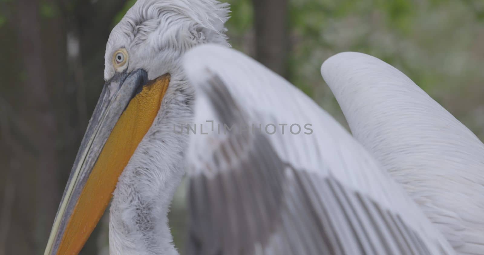 Curly pelican (Pelecanus crispus) is a bird of the pelican family. Curly pelican is listed in the IUCN Red List with the status of vulnerable. 4K slow motion 120 fps, ProRes 422, ungraded C-LOG 10 bit