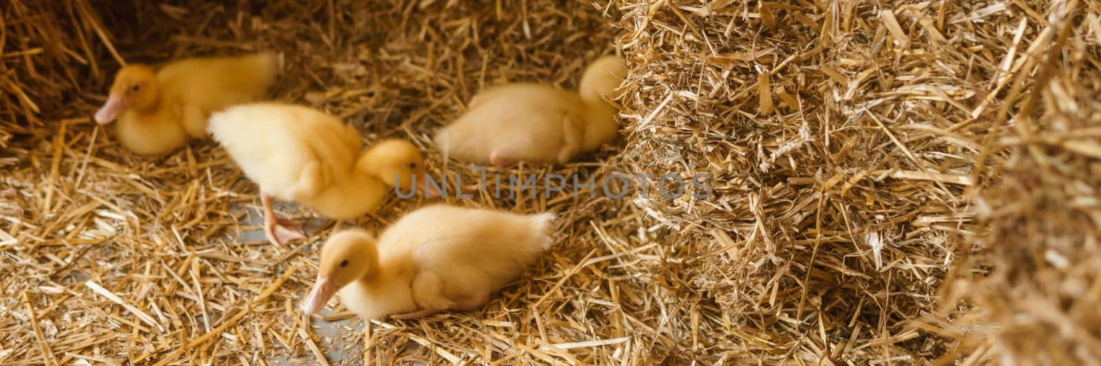 Live yellow ducks next to fresh hay close-up. the concept of raising animals on a farm