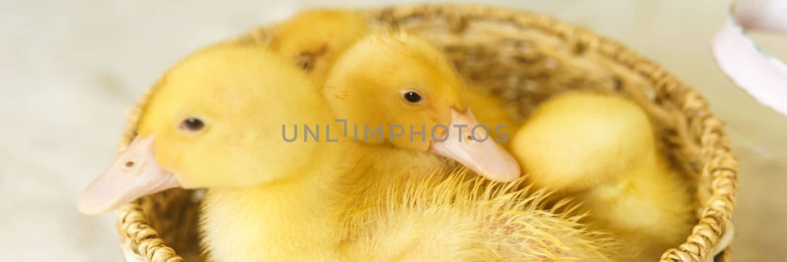 Live yellow ducks in a wicker basket made of matting close-up. the concept of raising animals on a farm. by Annu1tochka