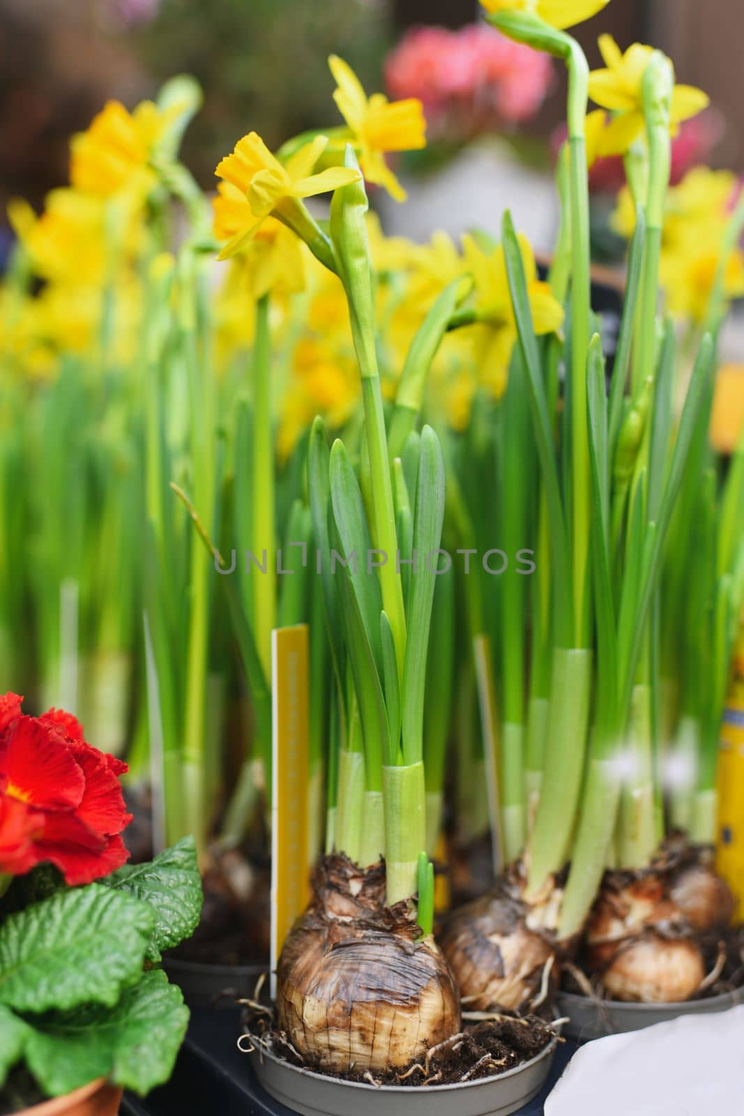 Daffodils with bulbs in the pots for Easter
