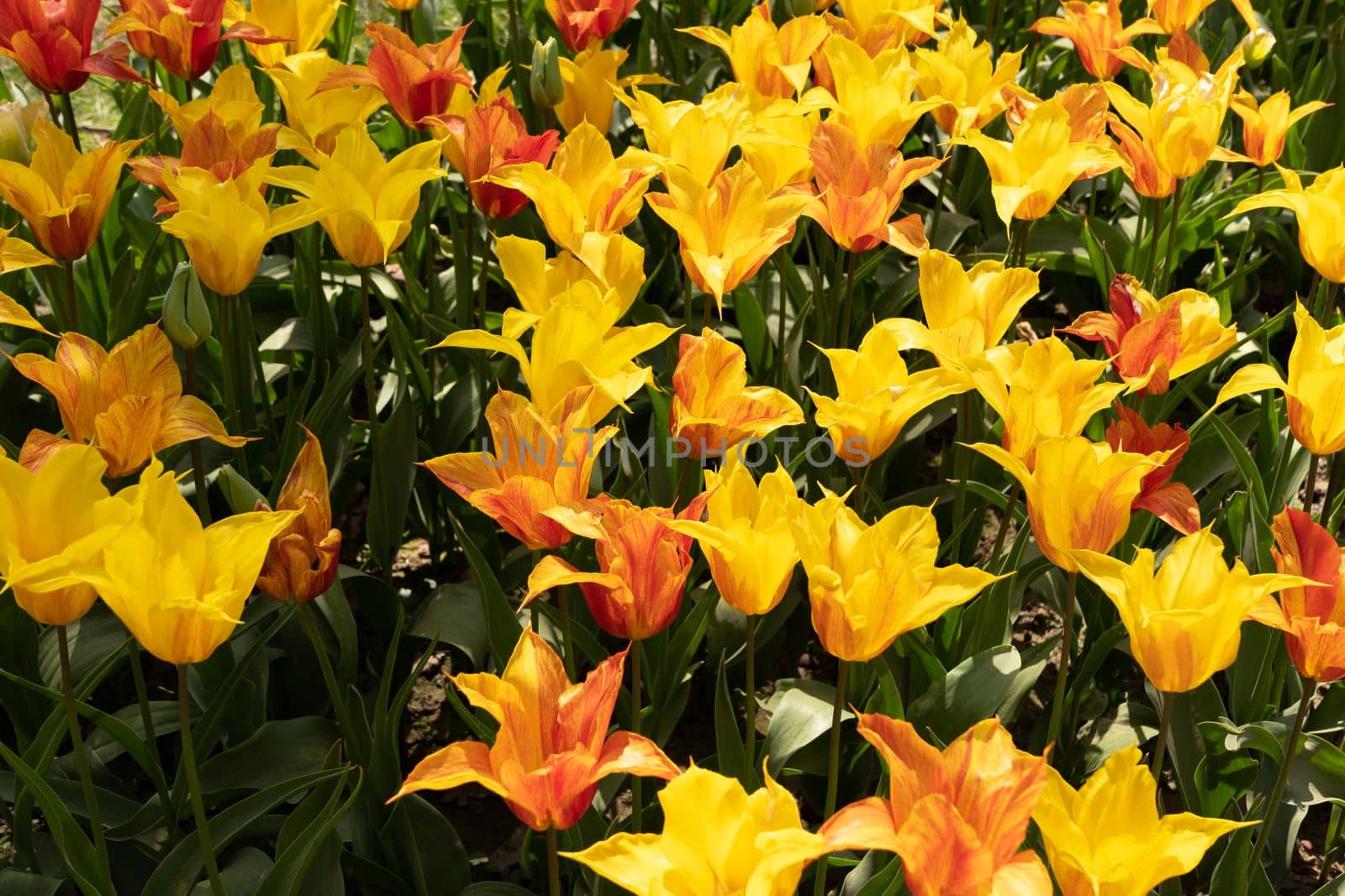 spring flower beds of blooming colorful pink purple tulips in a large park, High quality photo