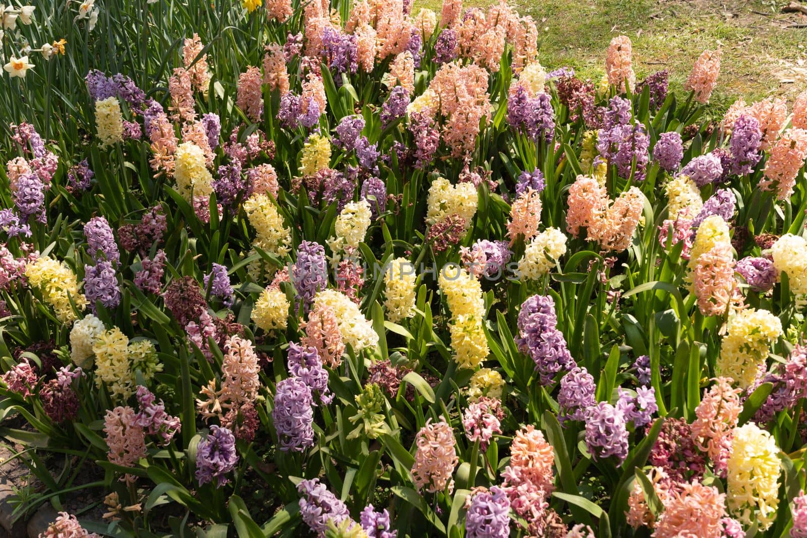 blooming flower bed spring colorful hyacinths, floral background, texture. High quality photo