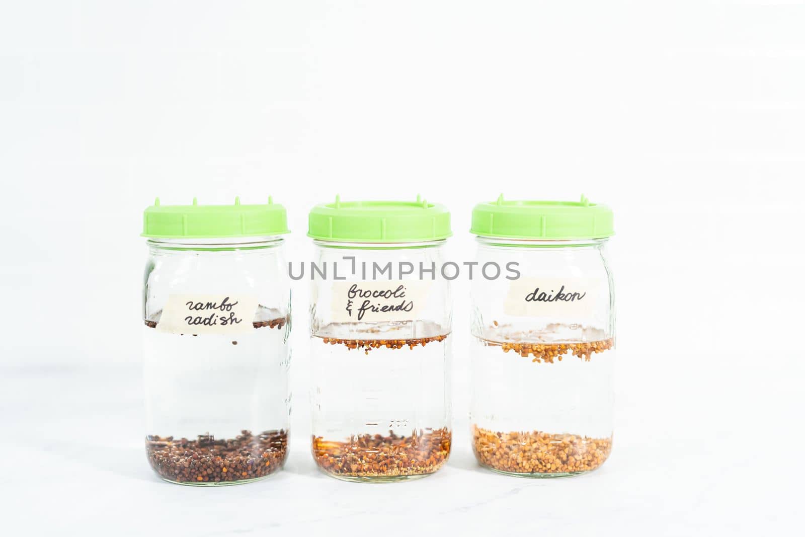 Day 1. Growing organic sprouts in a mason jar with sprouting lid on the kitchen counter.
