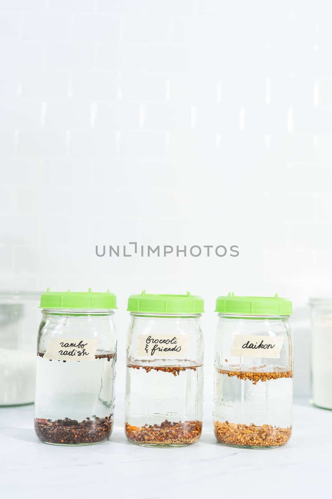Day 1. Growing organic sprouts in a mason jar with sprouting lid on the kitchen counter.