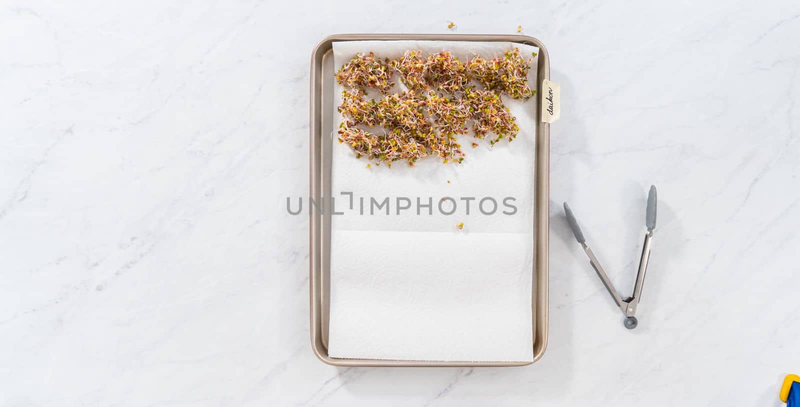 Day 6. Flat lay. Drying freshly harvested organic sprouts on a baking sheet lined with a paper towel.