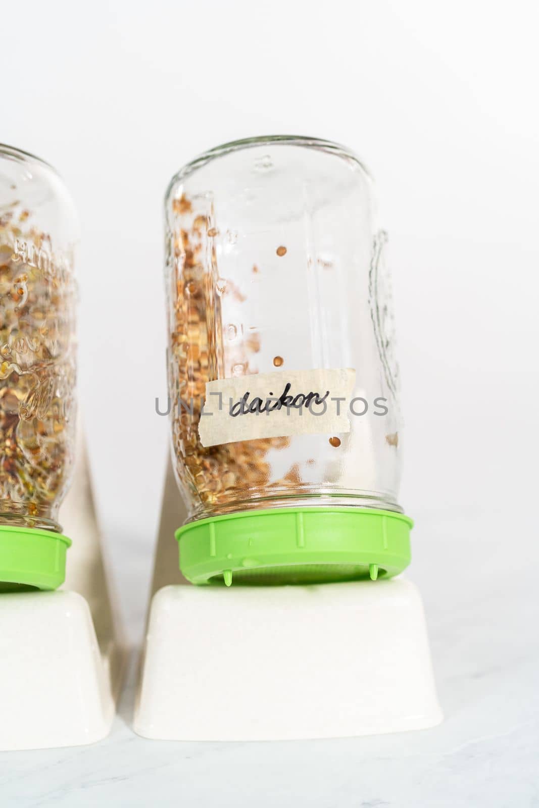 Day 4. Growing organic sprouts in a mason jar with sprouting lid on the kitchen counter.