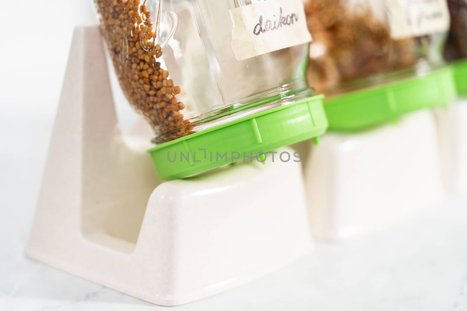 Day 2. Growing organic sprouts in a mason jar with sprouting lid on the kitchen counter.