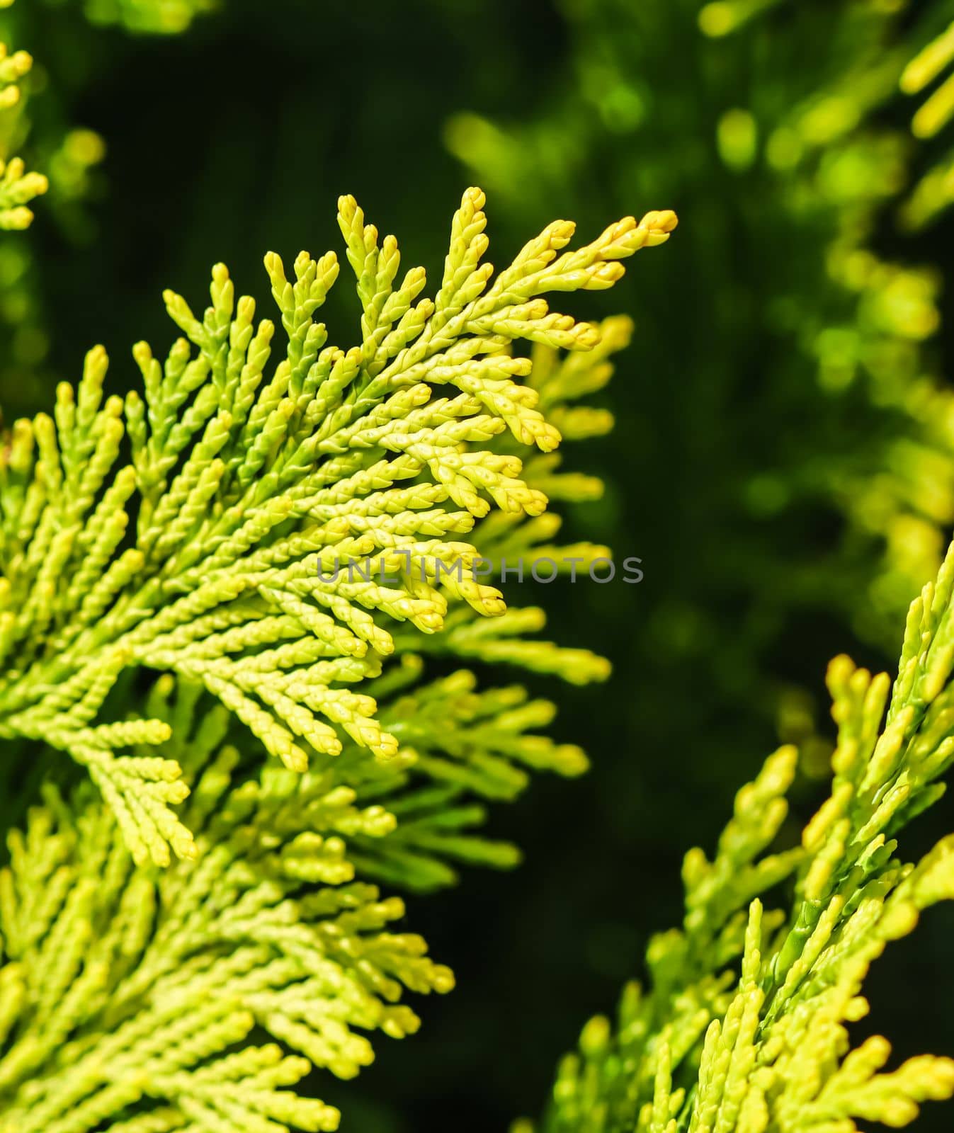 Close-up of a green yellow juniper branches. Natural background. High quality photo