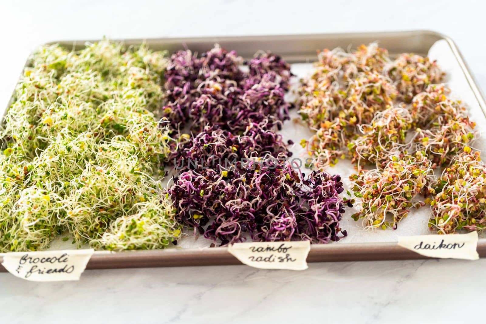 Day 6. Drying freshly harvested organic sprouts on a baking sheet lined with a paper towel.