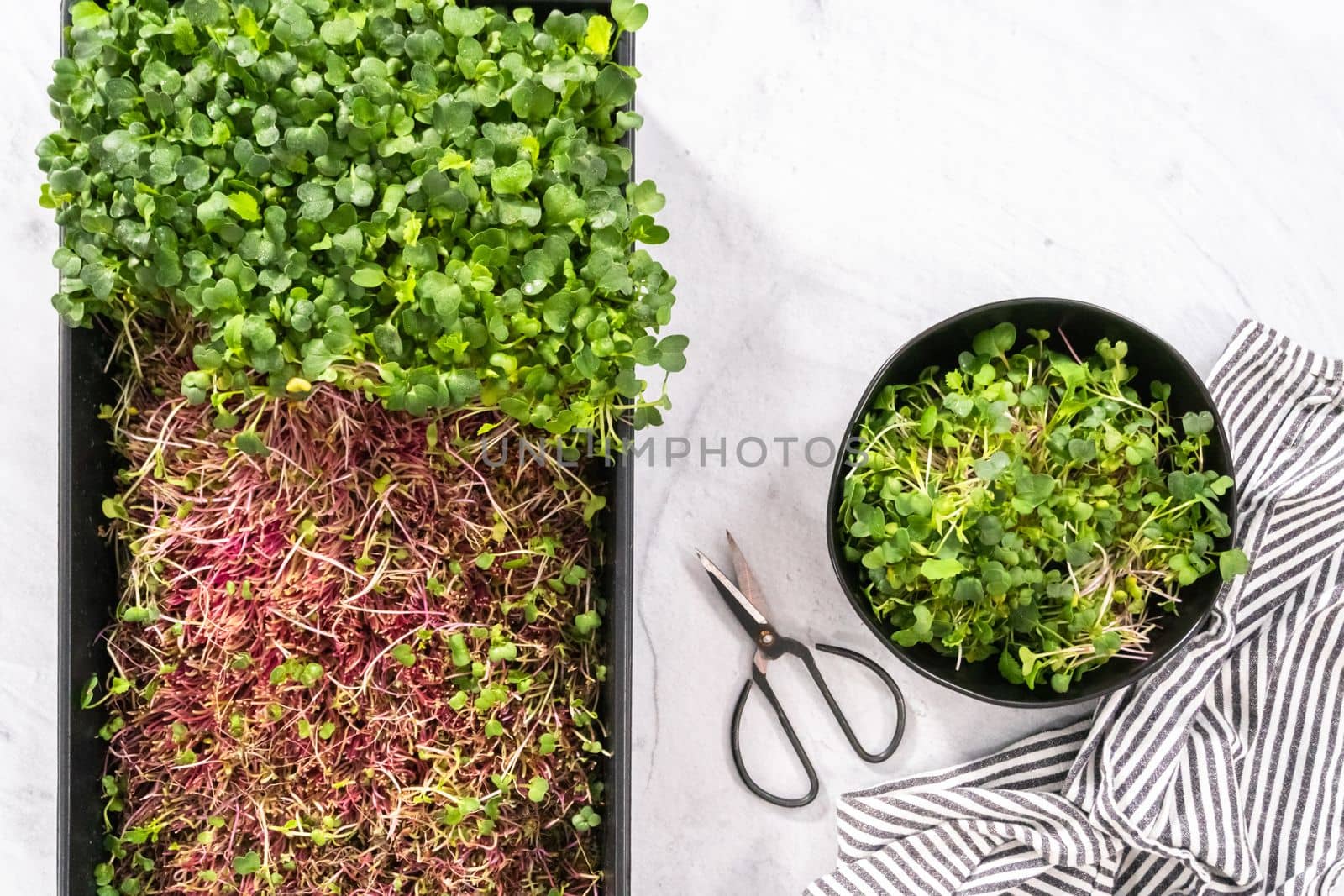 Flat lay. Harvesting radish microgreens from a large plastic tray.