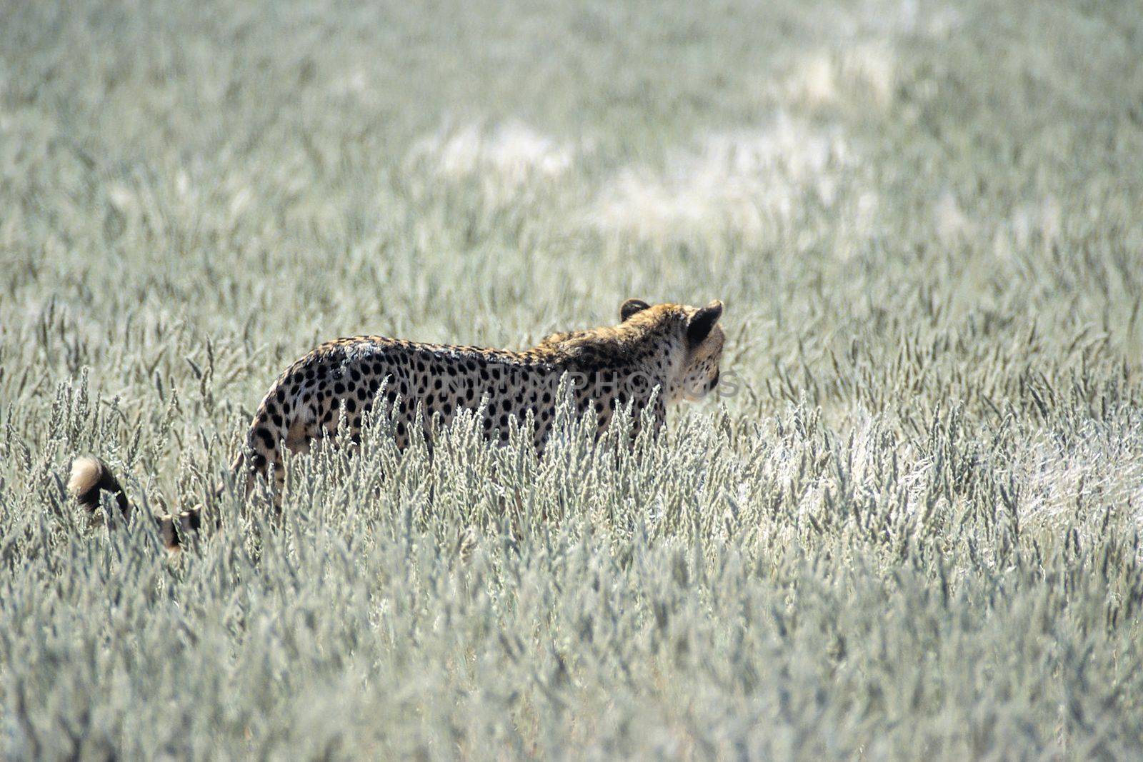 Cheetah (Acinonyx jubatus), Africa, Namibia, Hardap, Kalahari
