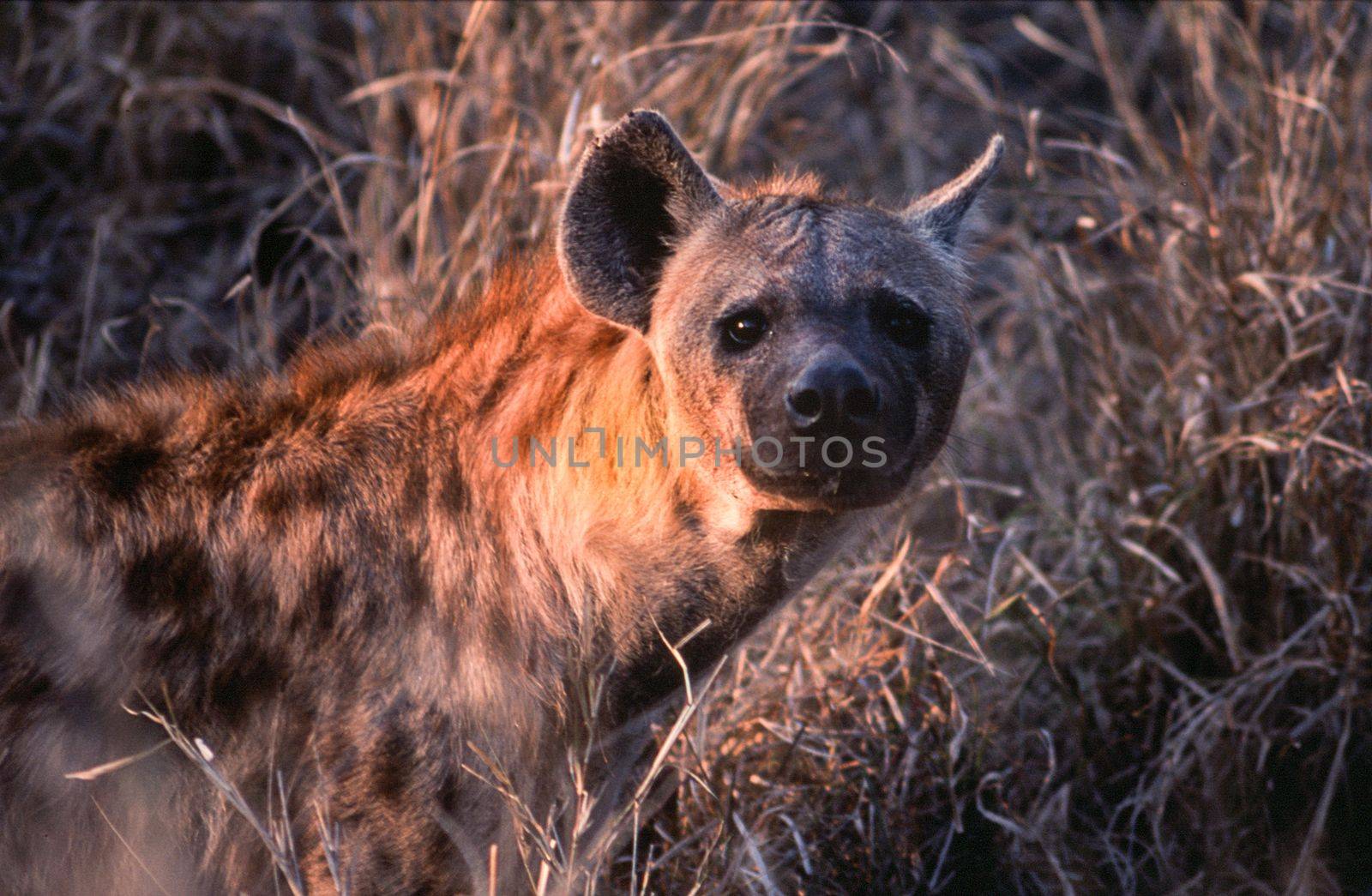 Spotted Hyeana (Crocuta crocuta), Kruger National Park, Mpumalanga, South Africa