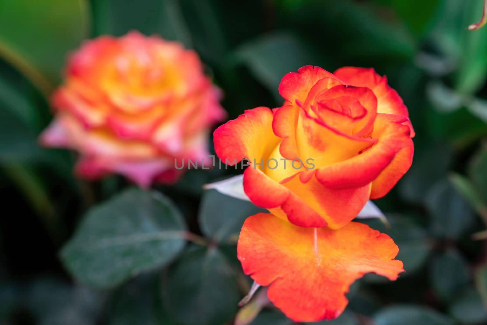 Beautiful Rose and Rosebuds in Rose Garden, Close Up, Selective Focus