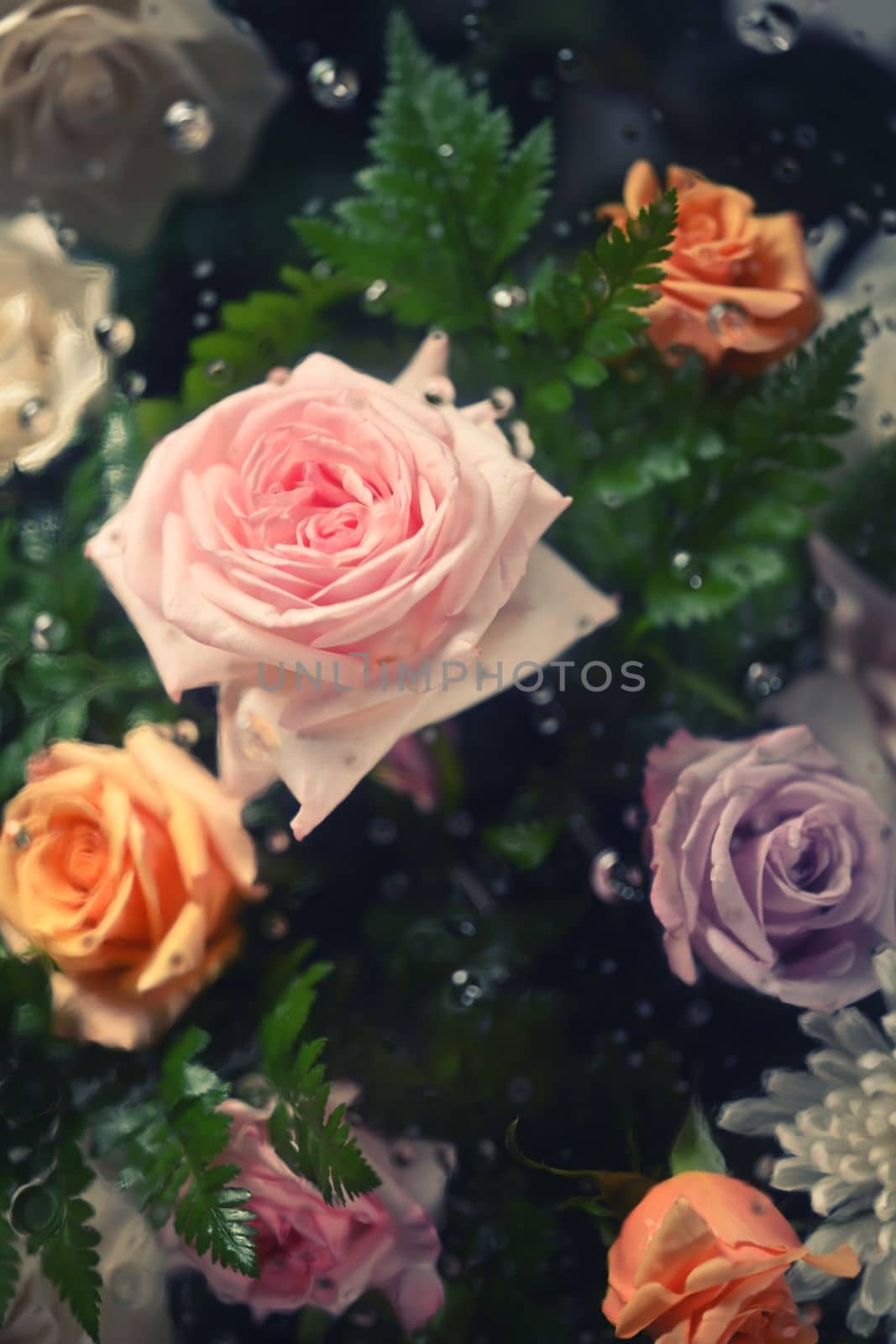 Bouquet of pink and purple rose under transparent glass with condensation drops texture. Floral botanical wallpaper.