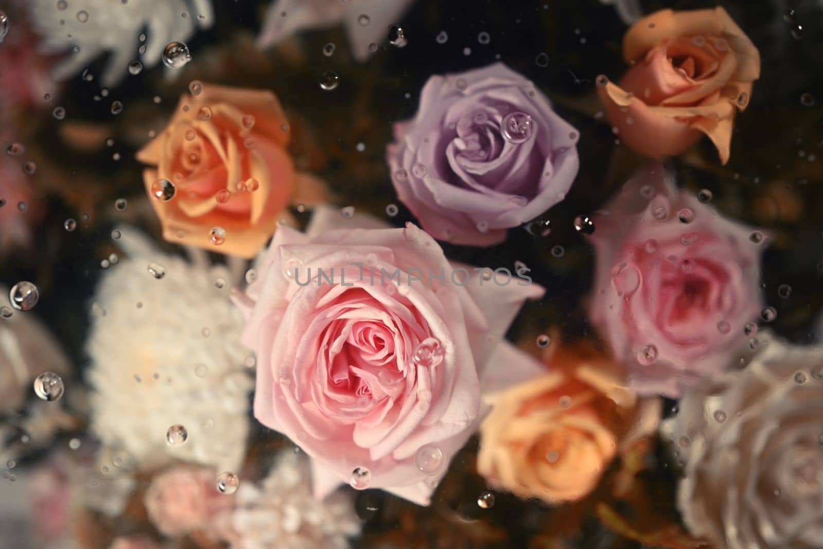 Plenty soft color roses under transparent glass with condensation drops texture. Textiles, paper and floral botanical wallpaper by prathanchorruangsak