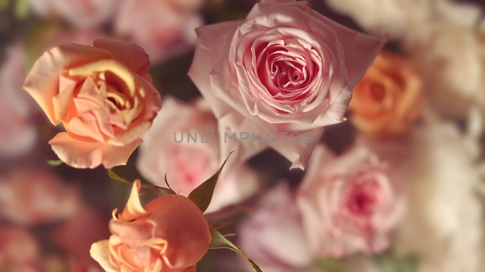 Plenty soft color roses ,Template for fabrics, textiles, paper and floral botanical wallpaper by prathanchorruangsak