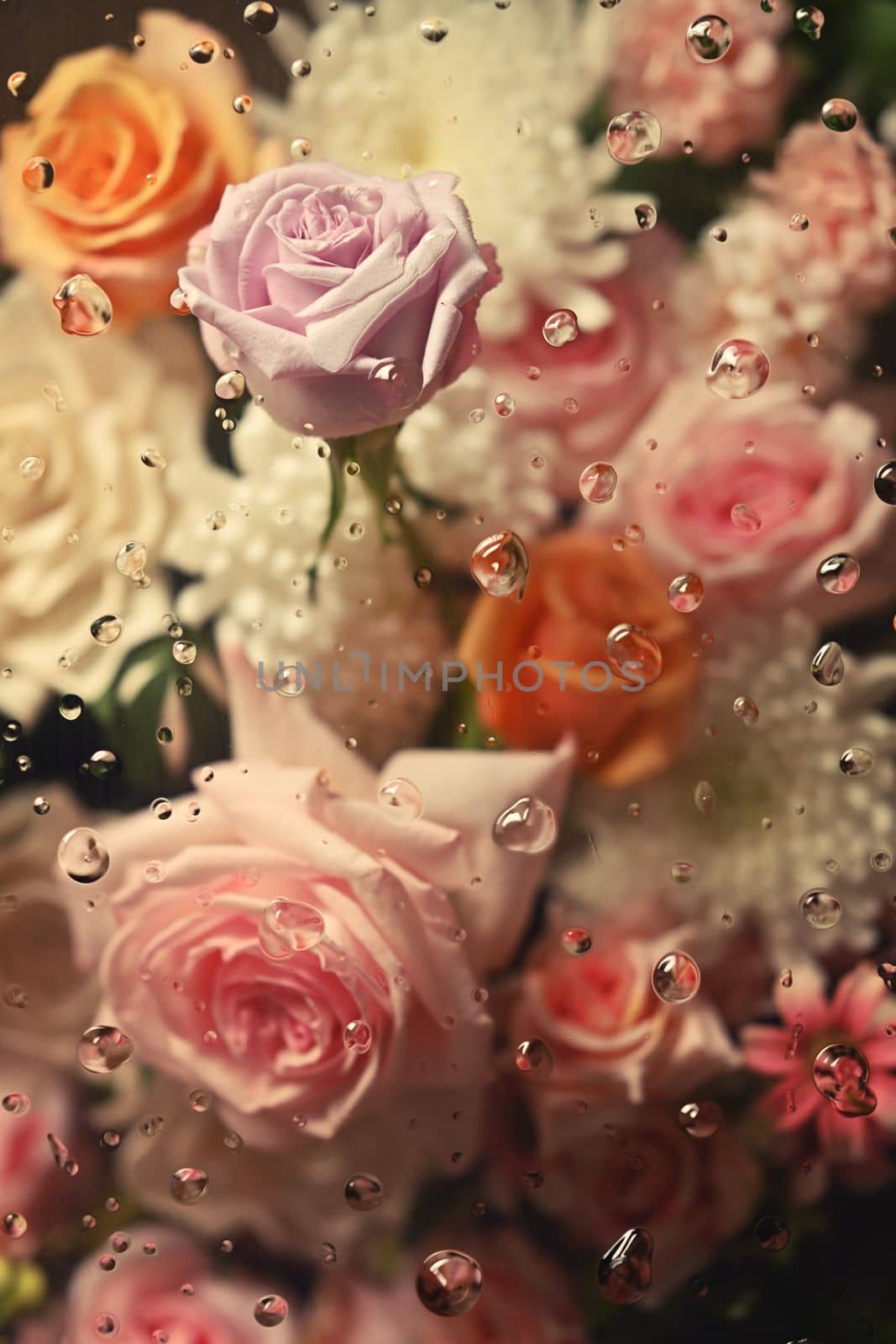 Pink, orange and peach roses under transparent glass with condensation drops texture. Floral botanical wallpaper.