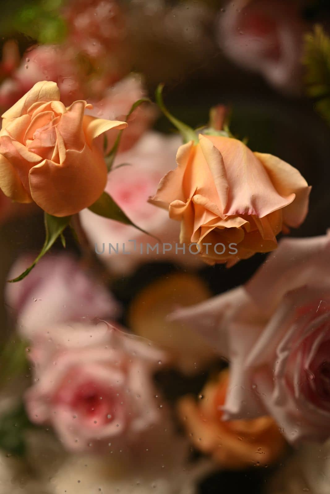  Bouquet of orange and pink roses,Template for fabrics, textiles, paper and floral botanical wallpaper by prathanchorruangsak