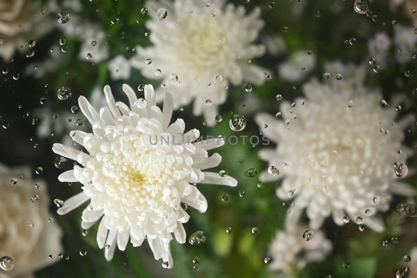 Beautiful white chrysanthemums flowers under transparent glass with condensation drops texture.Floral botanical wallpaper by prathanchorruangsak
