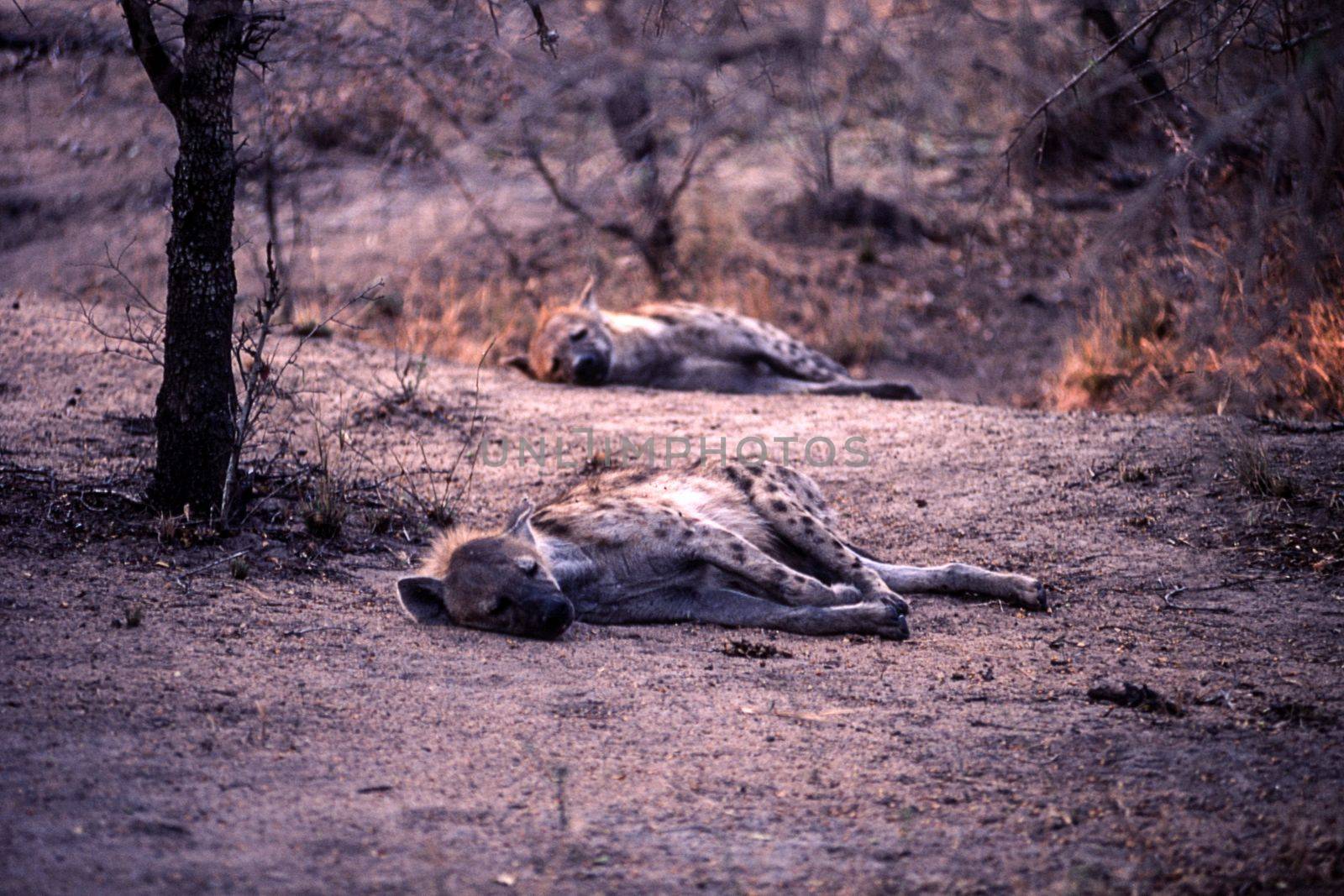 Spotted Hyeana (Crocuta crocuta), Kruger National Park, Mpumalanga, South Africa