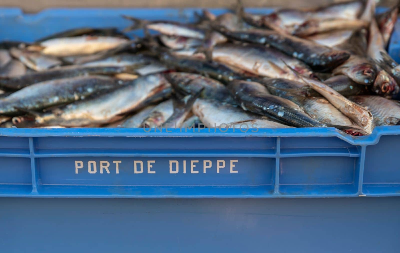 Raw herring in a blue box on the market