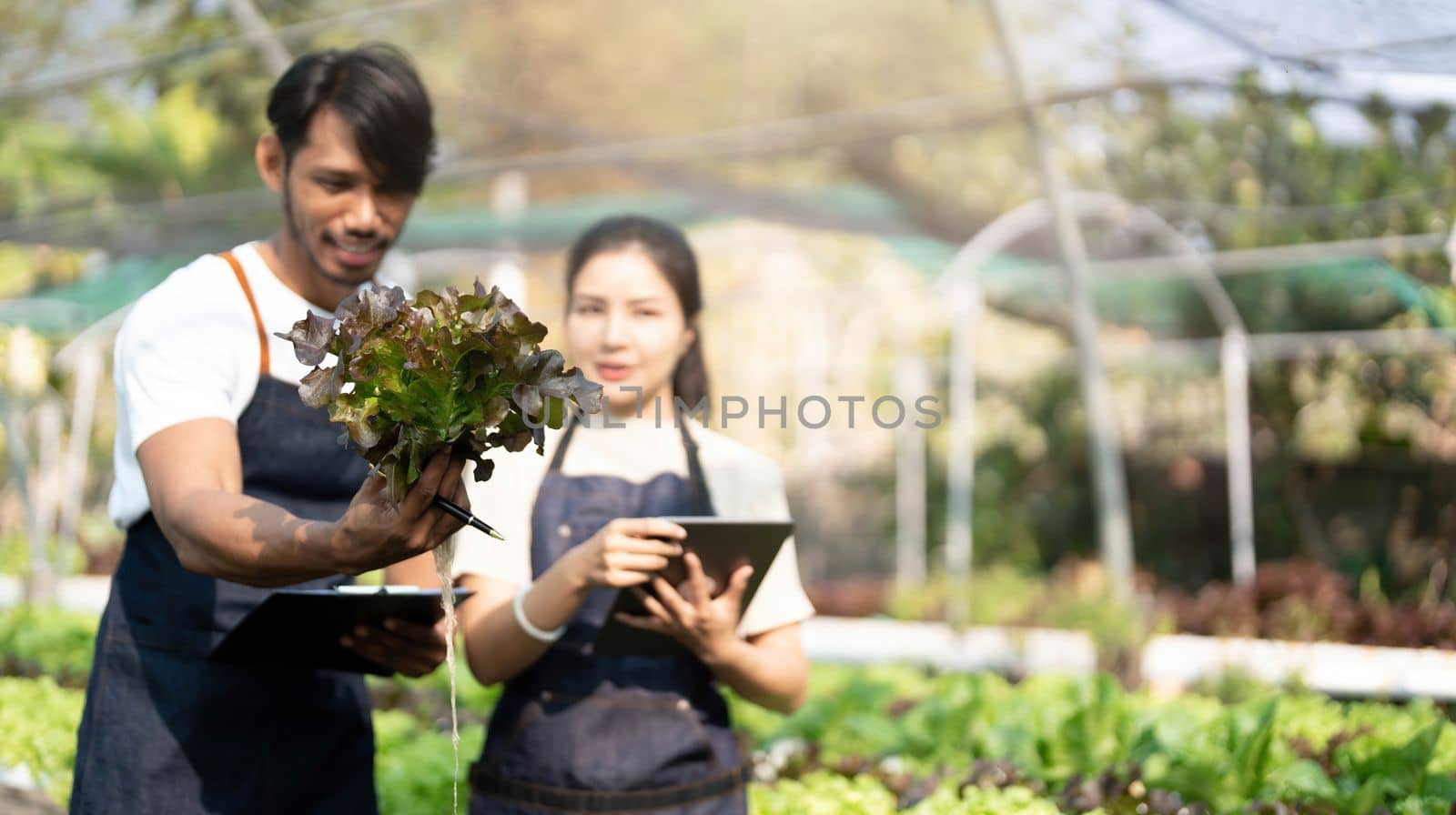Gardener harvesting lettuce in garden. Team of Asian farmers working in garden. Man and woman using digital hydroponic technology.