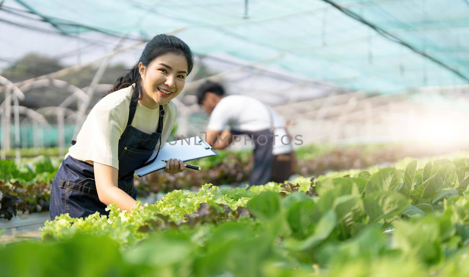 Gardener harvesting lettuce in garden. Team of Asian farmers working in garden. Man and woman using digital hydroponic technology.